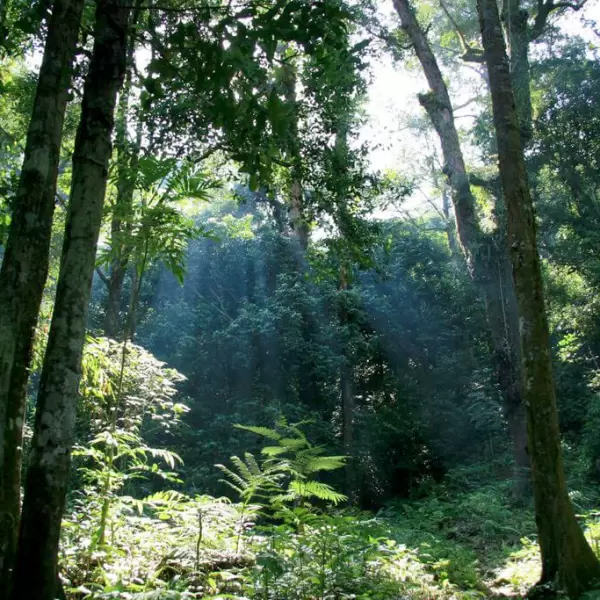 Le parc national de Gunung Palung