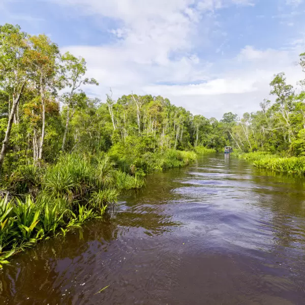 Parc national de Tanjung Puting